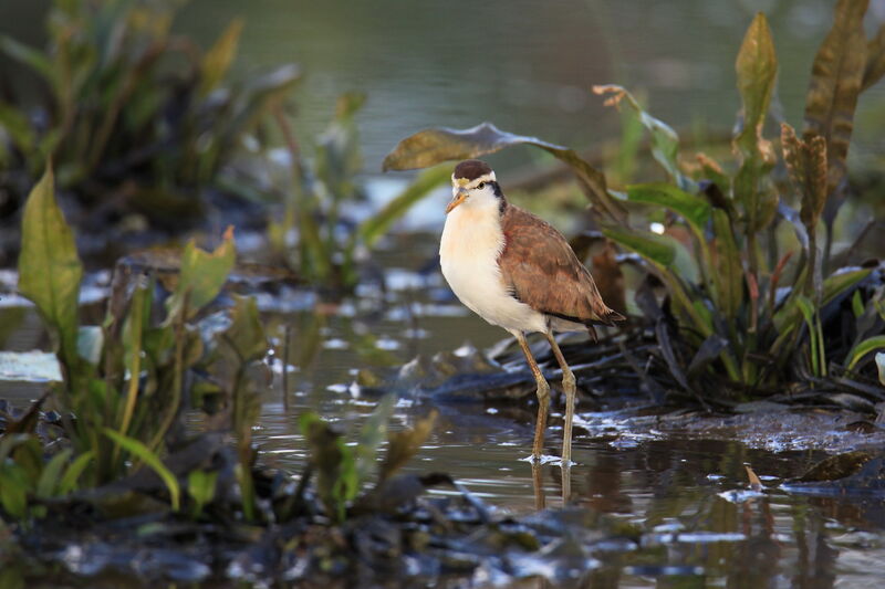 Northern Jacanajuvenile