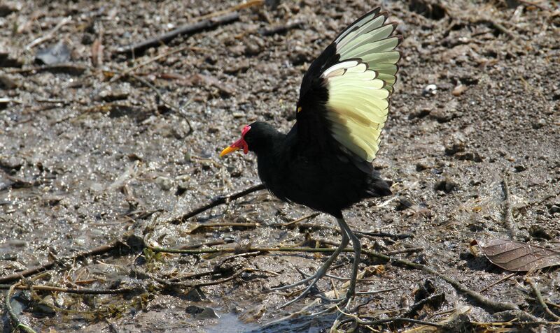 Wattled Jacana