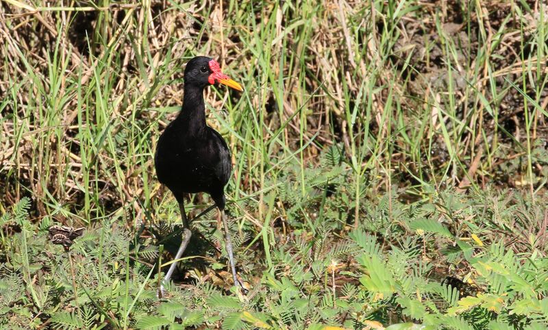 Jacana noir