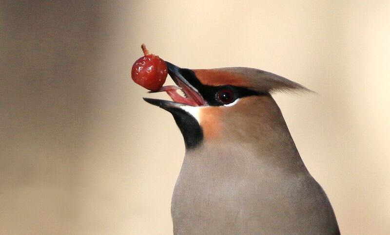 Bohemian Waxwing