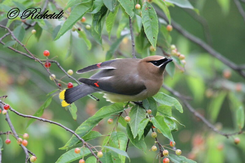 Cedar Waxwing