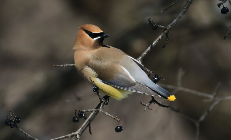 Cedar Waxwing