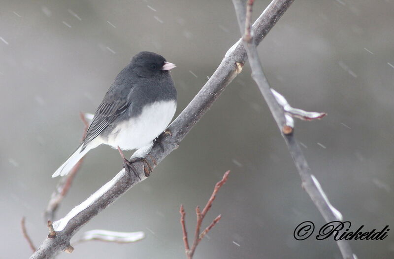 Junco ardoisé mâle