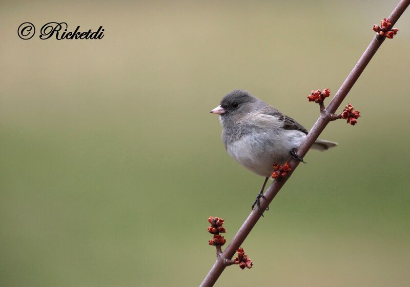 Dark-eyed Junco female