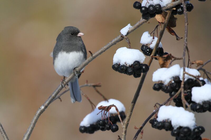 Junco ardoisé