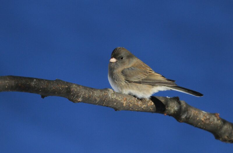 Junco ardoisé