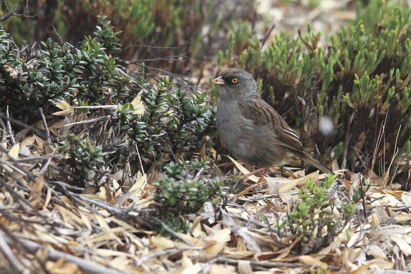 Volcano Junco