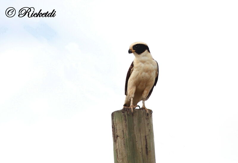 Laughing Falcon