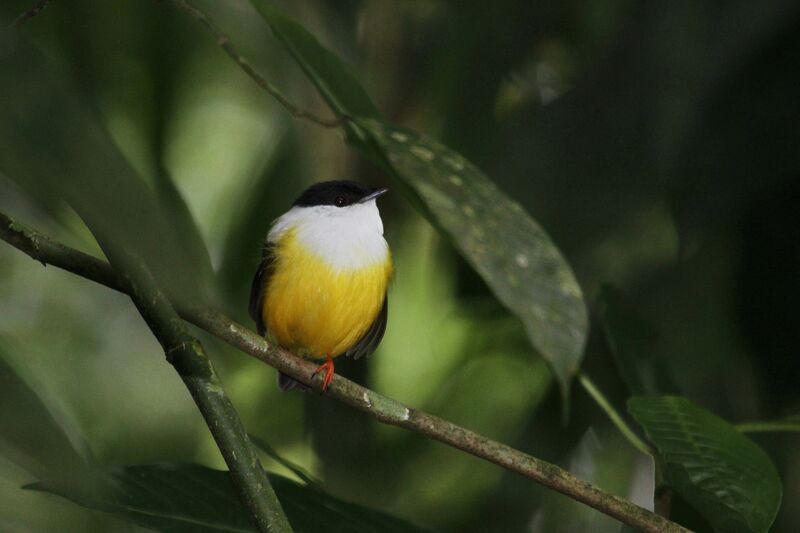 Manakin à col blanc