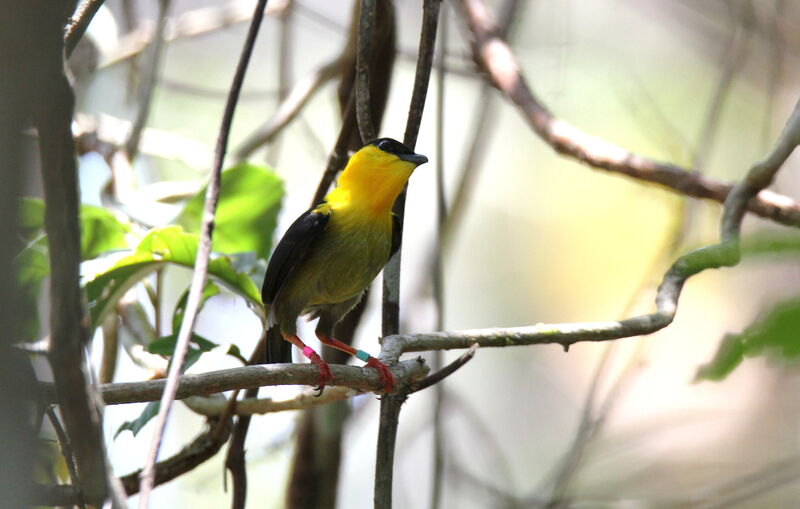 Golden-collared Manakin