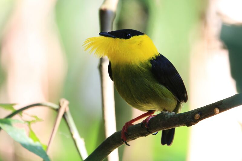 Golden-collared Manakin