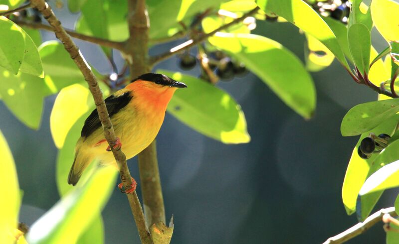 Orange-collared Manakin