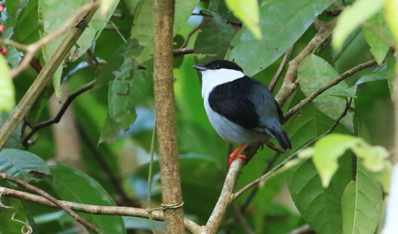 White-bearded Manakin