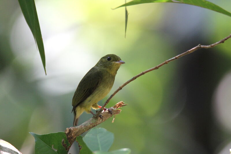 Manakin velouté femelle adulte, identification