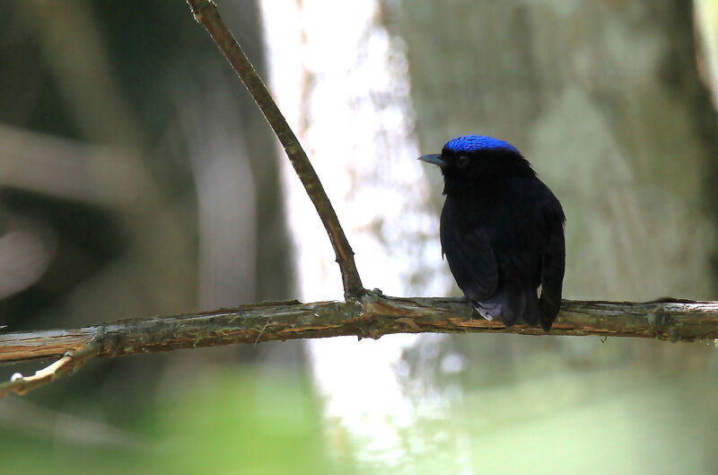 Velvety Manakin male adult, close-up portrait