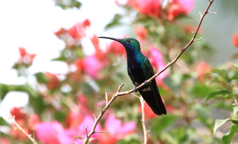 Black-throated Mango male