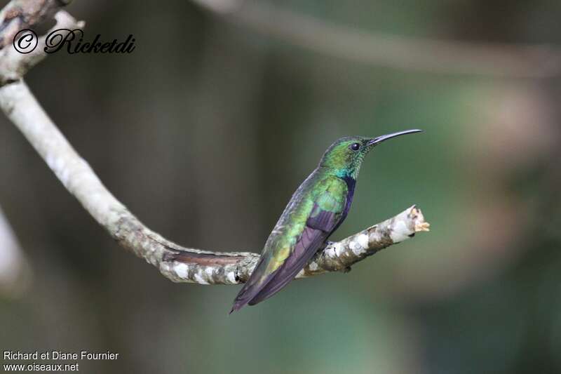 Hispaniolan Mango male adult, identification