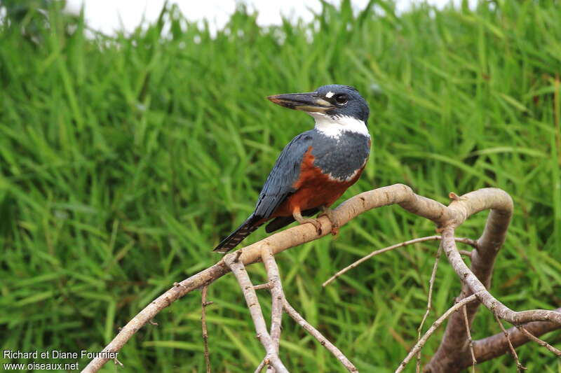 Ringed Kingfisher female adult, close-up portrait