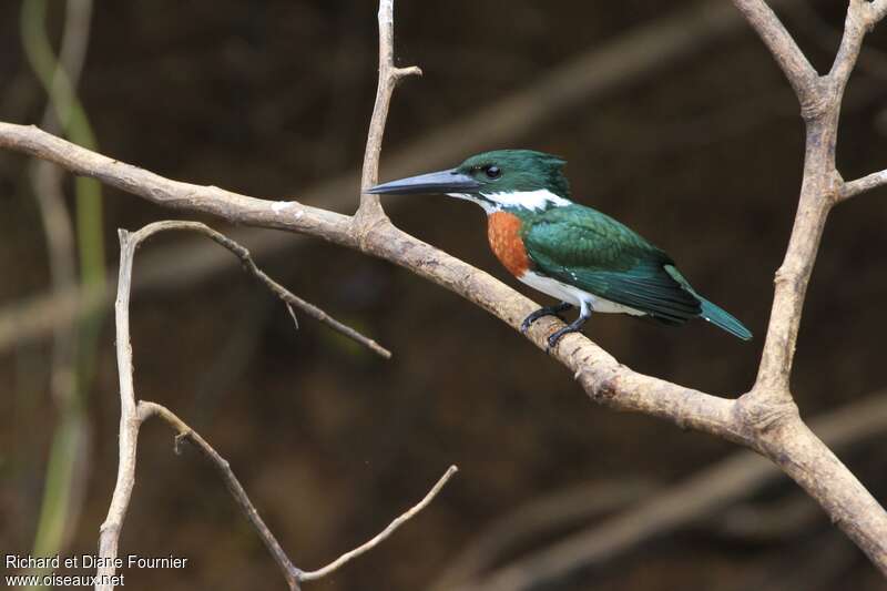 Amazon Kingfisher male adult, identification