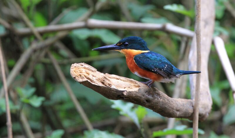 American Pygmy Kingfisher