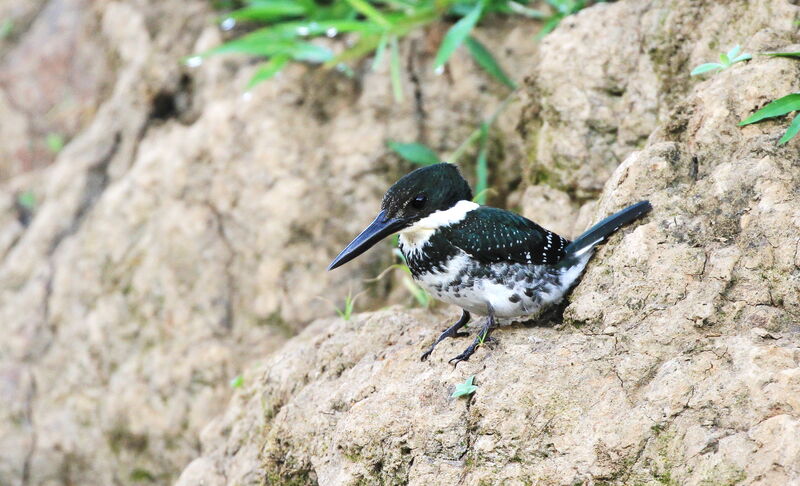 Green Kingfisher female