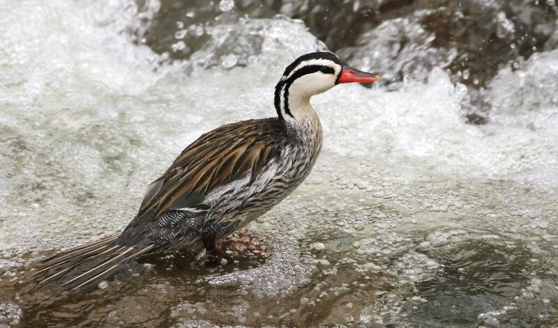 Torrent Duck male