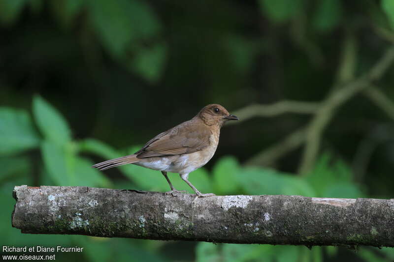 Black-billed Thrushadult, identification