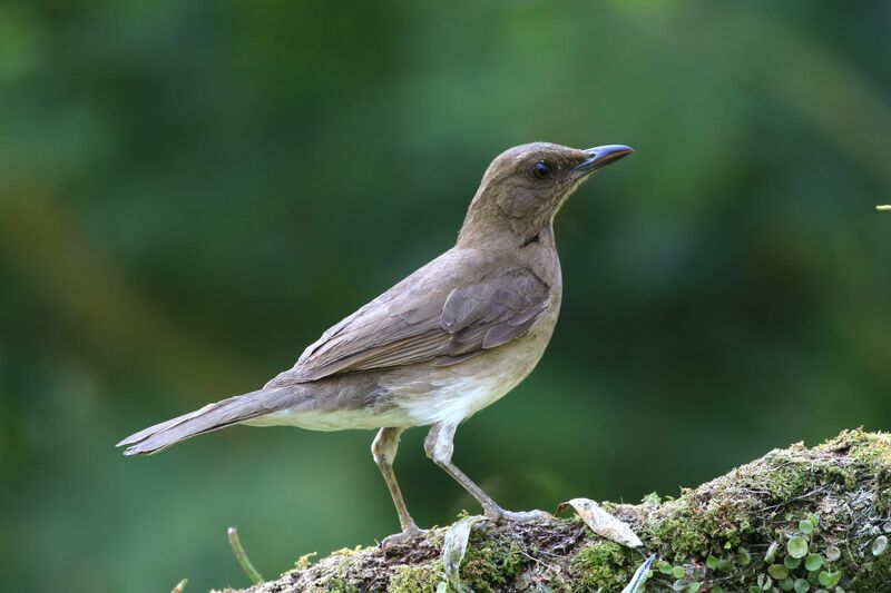 Black-billed Thrush