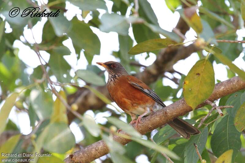 Rufous-backed Thrush