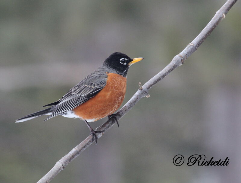 American Robin