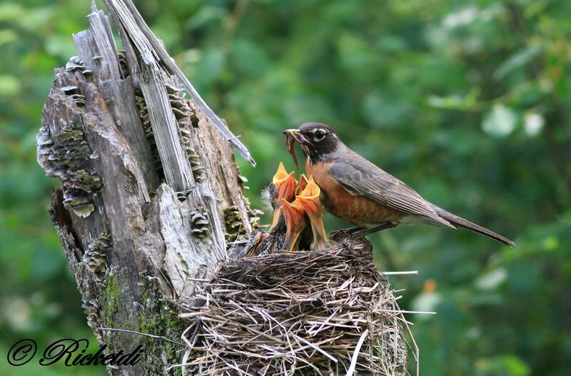 American Robin