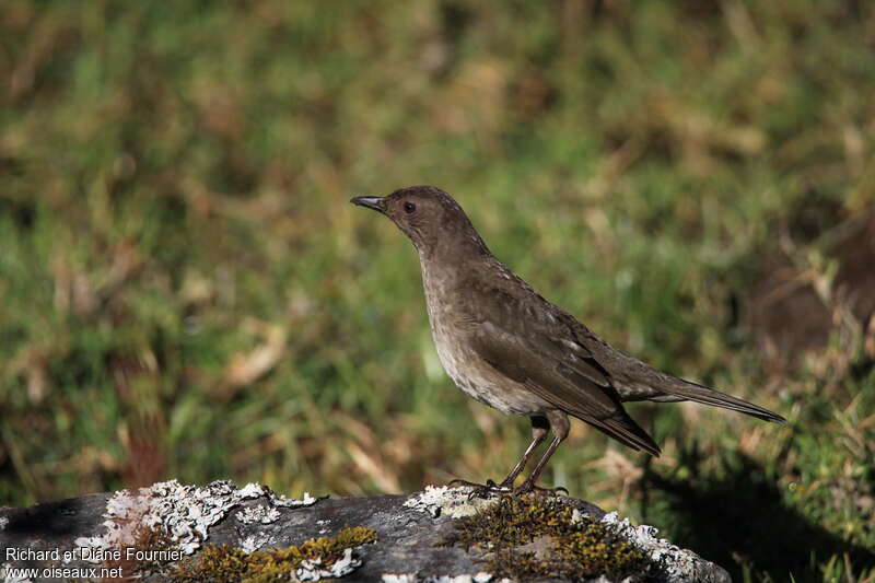 Merle de montagneadulte, identification