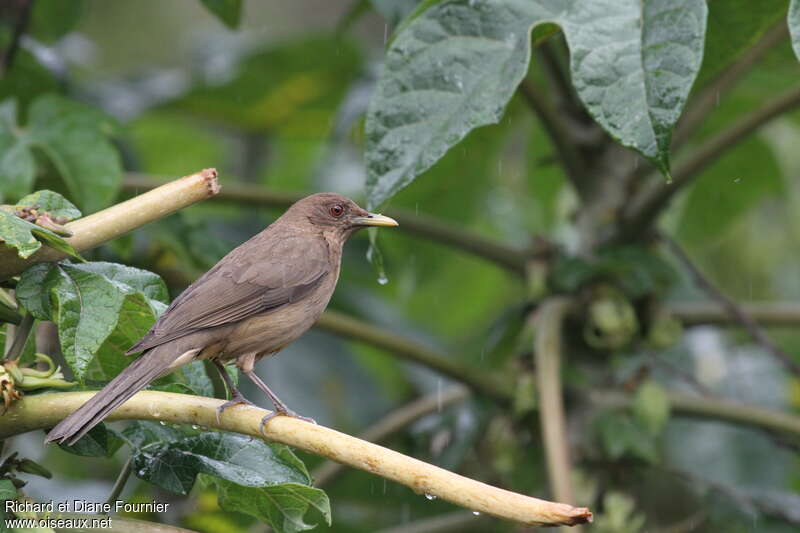 Clay-colored Thrushadult, Behaviour