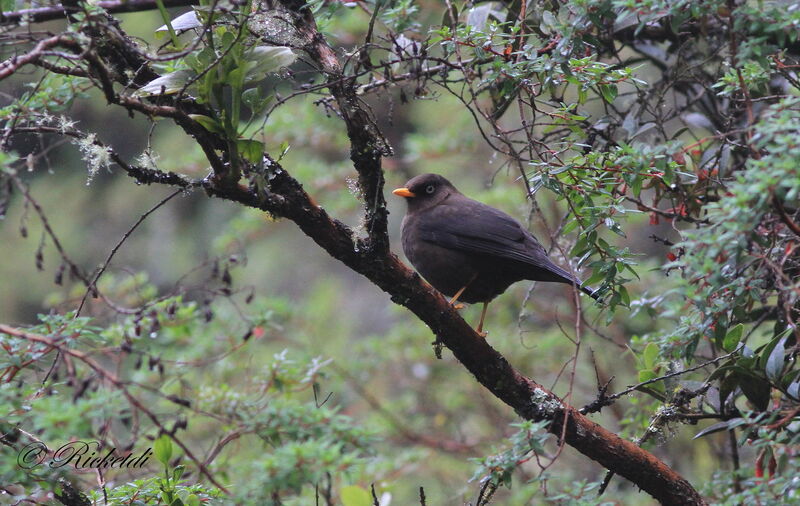 Sooty Thrush