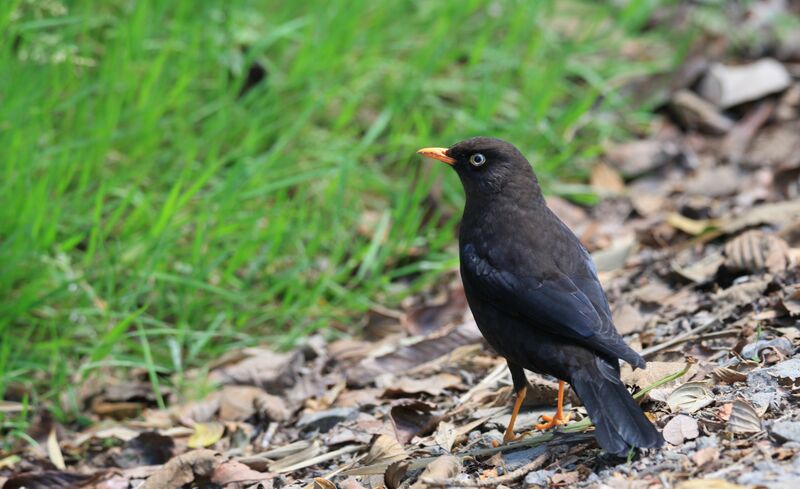 Sooty Thrush