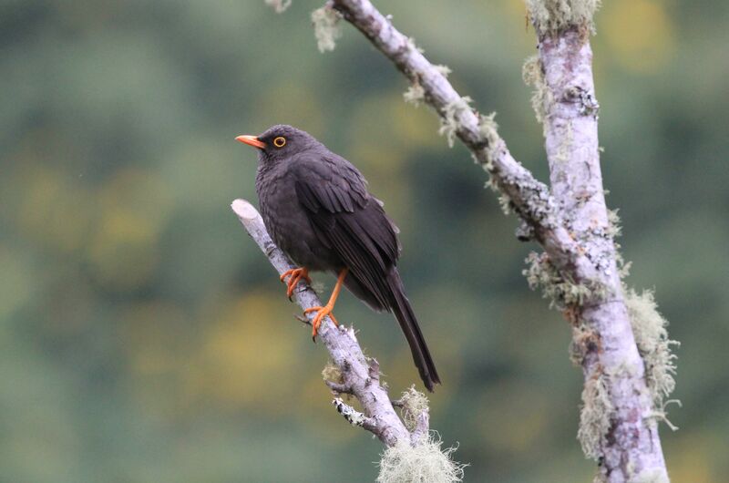 Great Thrush