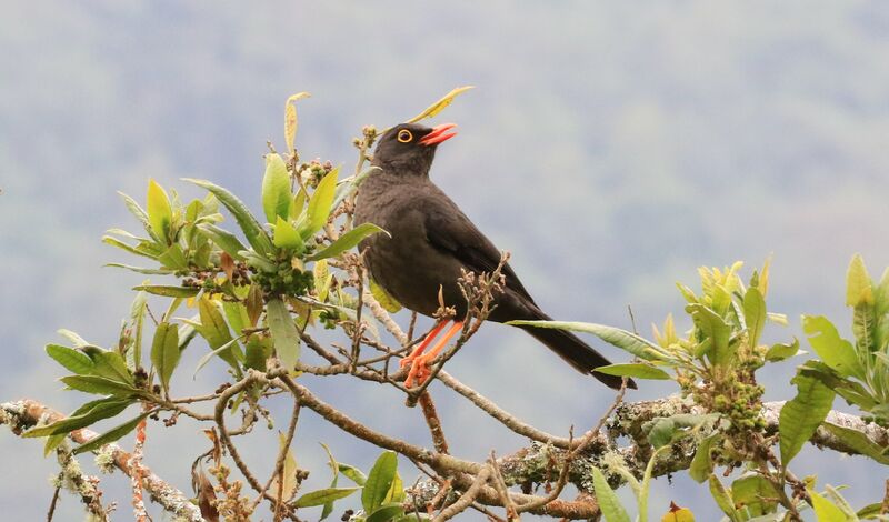 Great Thrush