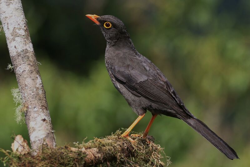 Great Thrush