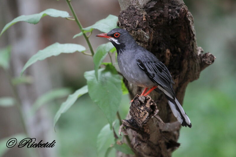 Red-legged Thrush