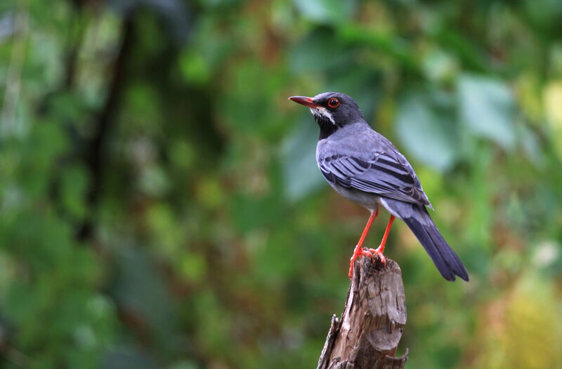 Red-legged Thrush