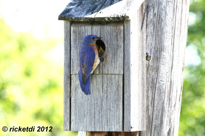 Eastern Bluebird