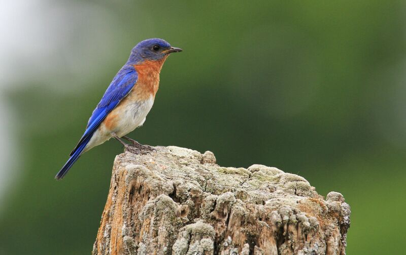 Eastern Bluebird