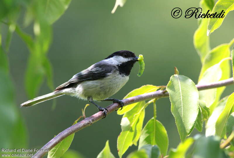 Mésange à tête noireadulte, régime, Nidification