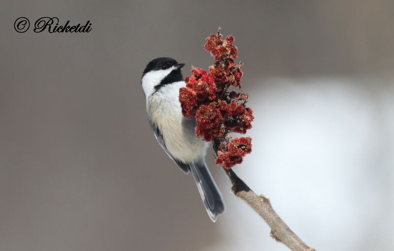 Black-capped Chickadee