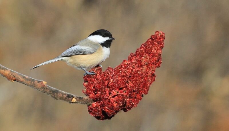 Black-capped Chickadee