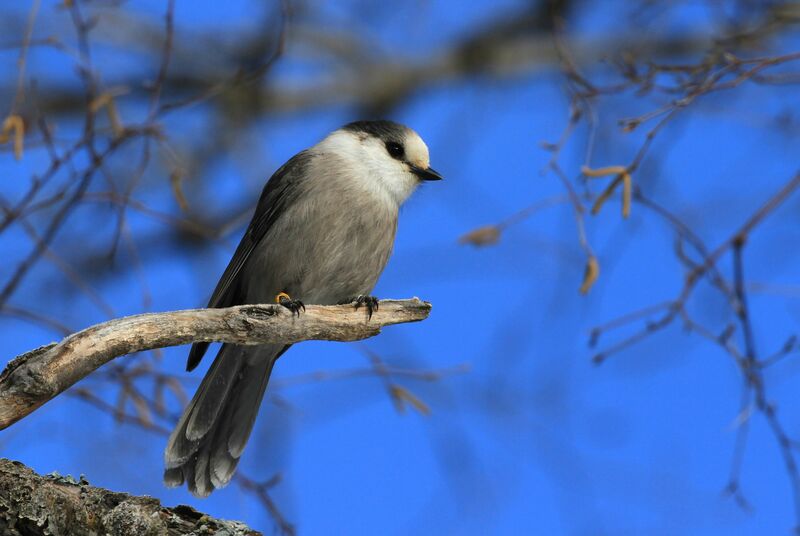 Canada Jay