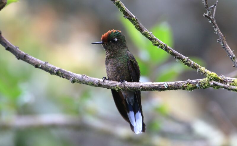 Rainbow-bearded Thornbill female