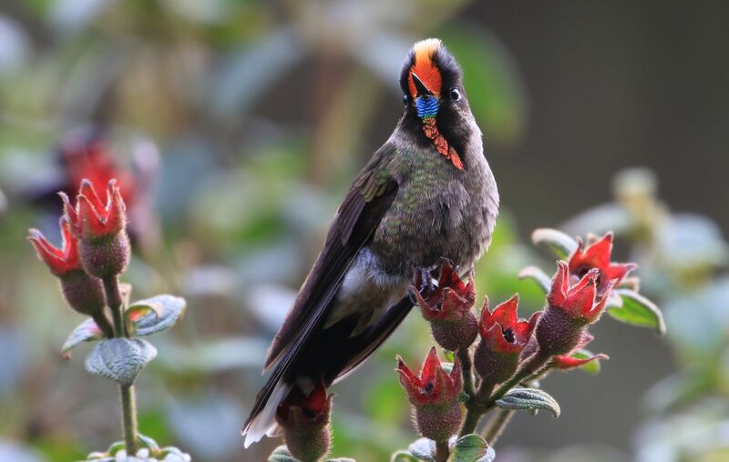 Rainbow-bearded Thornbill male