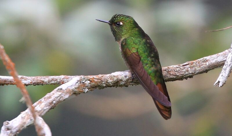 Tyrian Metaltail