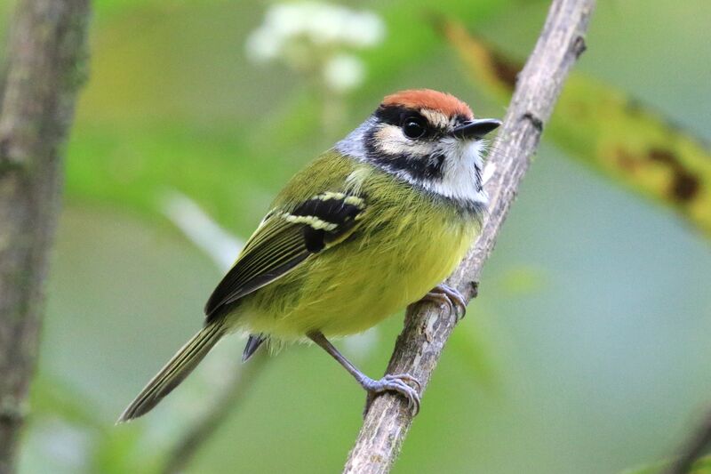 Rufous-crowned Tody-Flycatcher